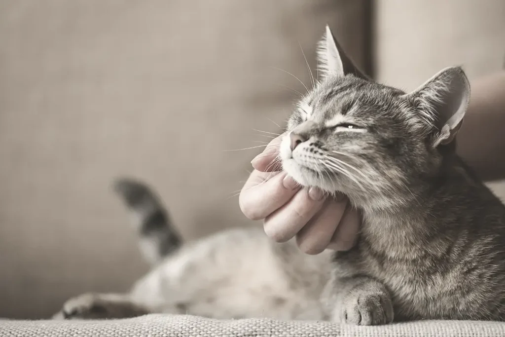 Katze wird liebevoll gestreichelt während der Tierbetreuung im Zuhause auf Mallorca